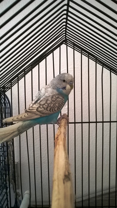 nuovo coco